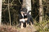 BERGER AUSTRALIEN PUPPIES 609